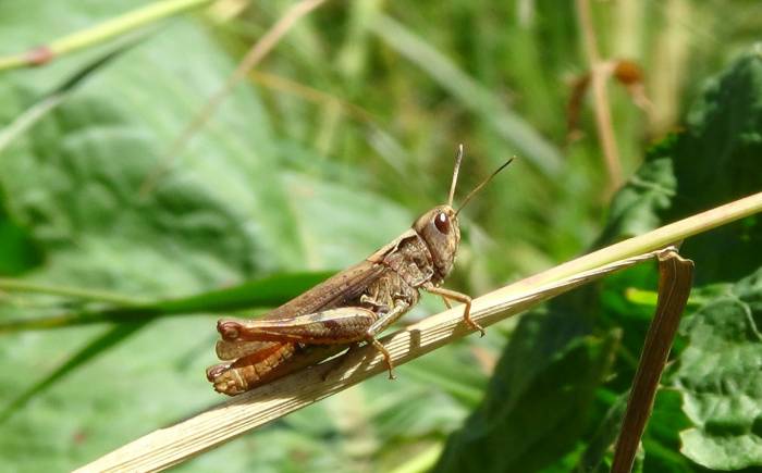 Can You Really Eat Grasshoppers to Survive?