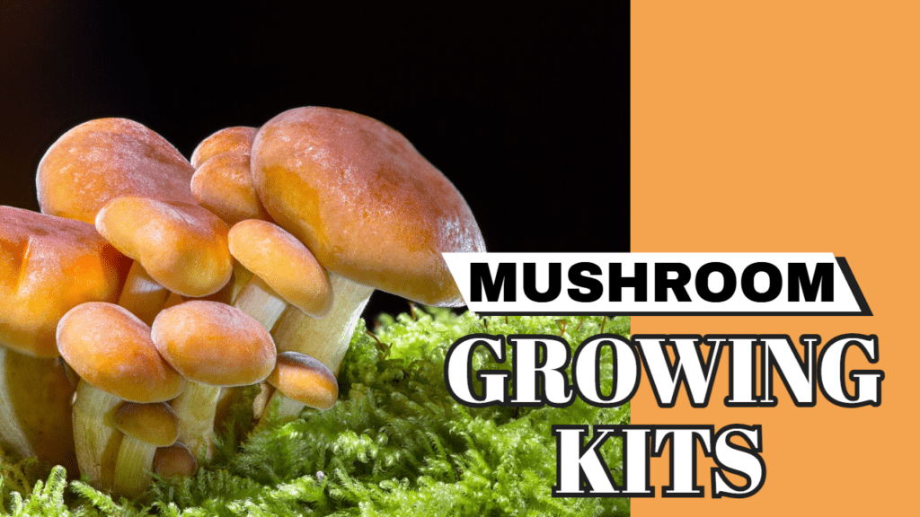 Mushroom Growing Kits – Do They Work?