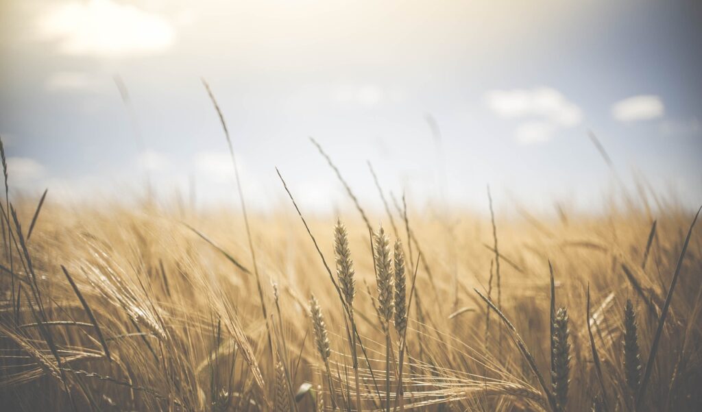 What Are The Most Profitable Crops To Grow?